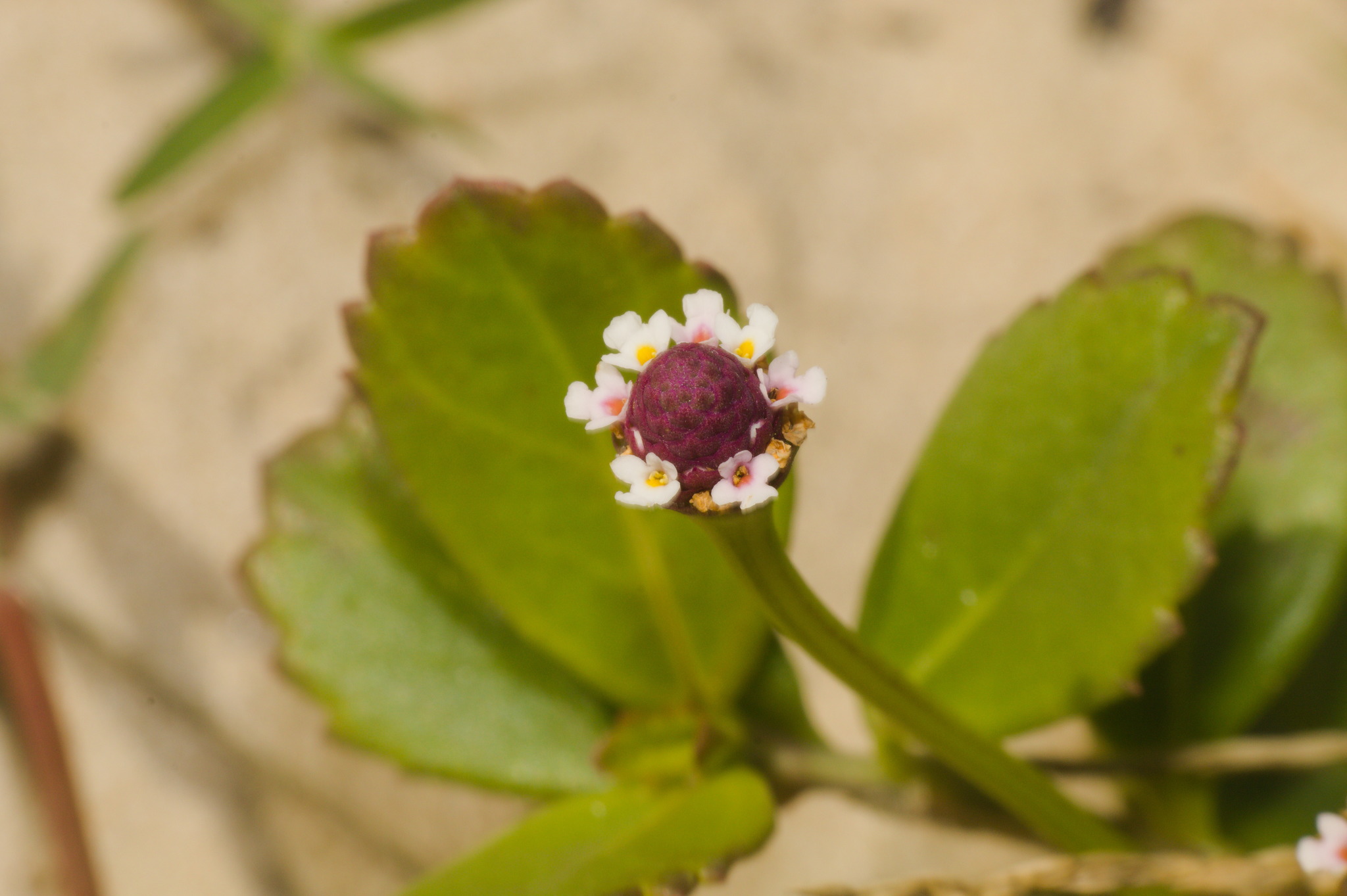 Phyla nodiflora