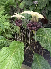 Tacca integrifolia