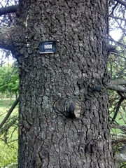 Cedrus atlantica
