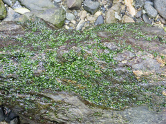 Prasiola meridionalis