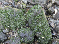 Prasiola meridionalis