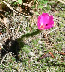 Portulaca eruca