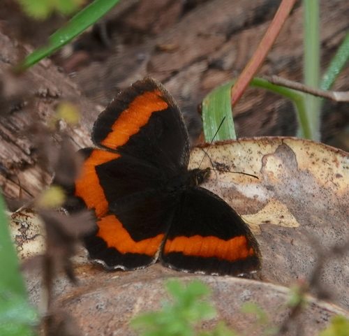 Pedaliodes zuleta