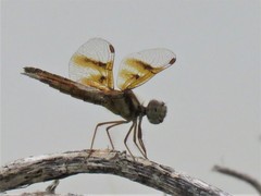 Perithemis tenera