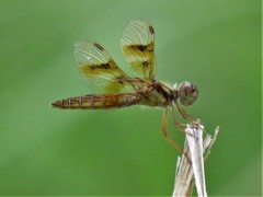 Perithemis tenera