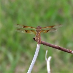 Perithemis tenera