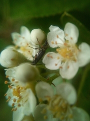 Grammoptera ruficornis