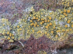 Caloplaca ruderum