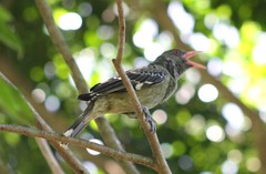 Oriolus sagittatus sagittatus