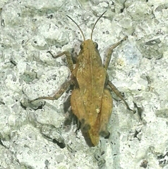 Tetrix undulata
