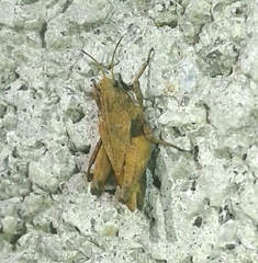 Tetrix undulata