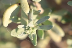 Atriplex paludosa cordata