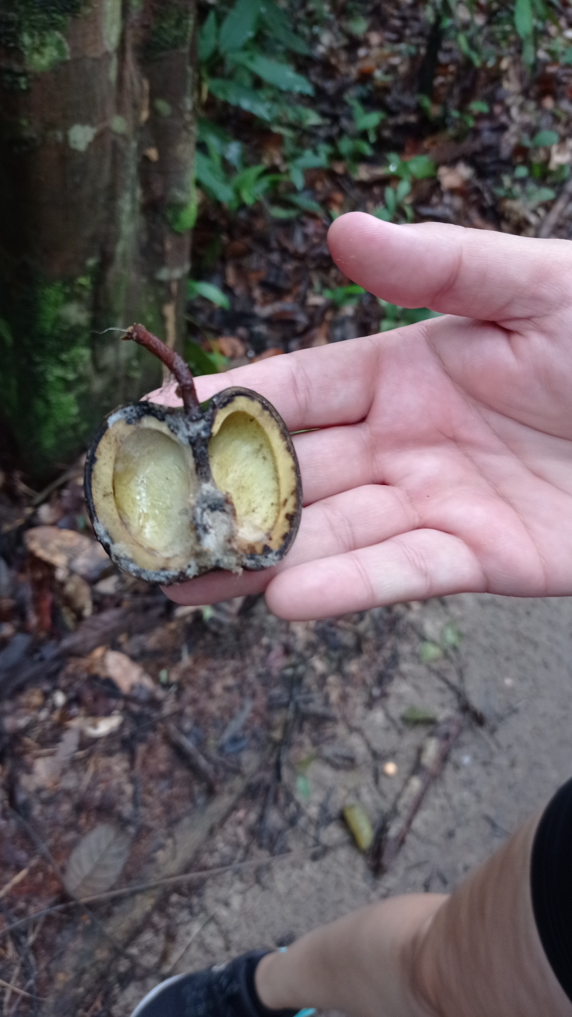 Imagem de Seringueira
