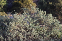 Atriplex paludosa cordata
