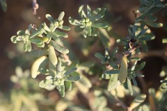 Atriplex paludosa cordata