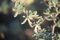 Atriplex paludosa cordata