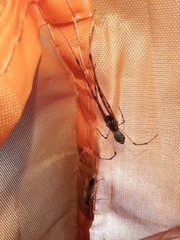 Tetragnatha nigrita