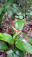 Heliconia acuminata