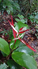 Heliconia acuminata
