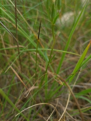 Centaurium littorale