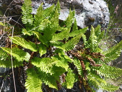 Polystichum plicatum