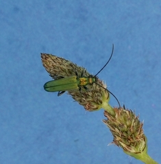 Anogcodes seladonius