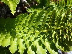 Polystichum plicatum