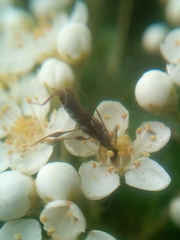 Molorchus umbellatarum