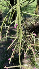 Rhipsalis floccosa
