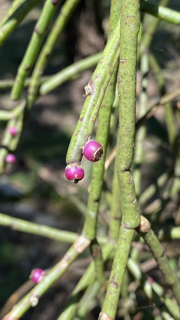 Rhipsalis floccosa