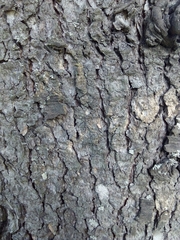 Cedrus atlantica
