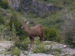 Hippocamelus bisulcus