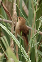 Limnoctites sulphuriferus