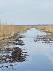 Botaurus lentiginosus