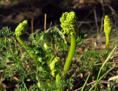 Lomatium klickitatense