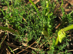 Lomatium klickitatense