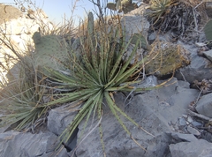 Hechtia texensis