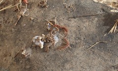 Lithobius forficatus