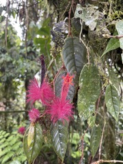 Columnea minor