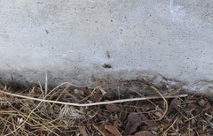 Phidippus audax