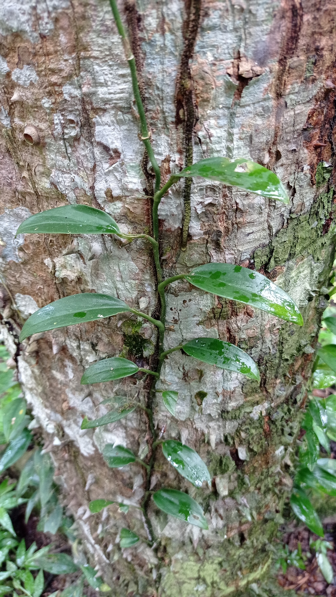 Subspecies Monstera adansonii klotzschiana  iNaturalist