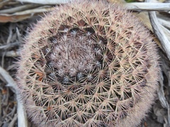 Mammillaria grusonii