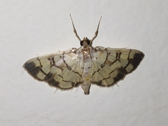 Pardomima