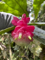 Cavendishia micayensis