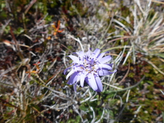Perezia pedicularidifolia