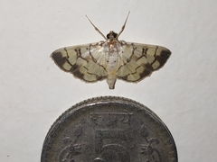 Pardomima
