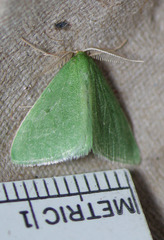Synchlora faseolaria