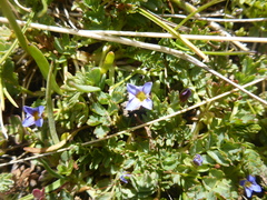 Gentiana prostrata