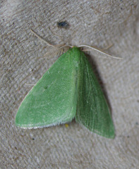 Synchlora faseolaria