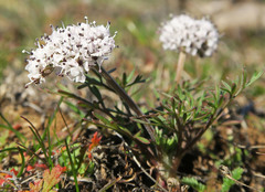 Lomatium gormanii
